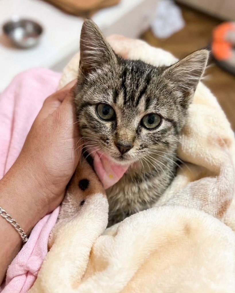 Sophia, gata de porte pequeno para adoção em Rio de Janeiro - RJ