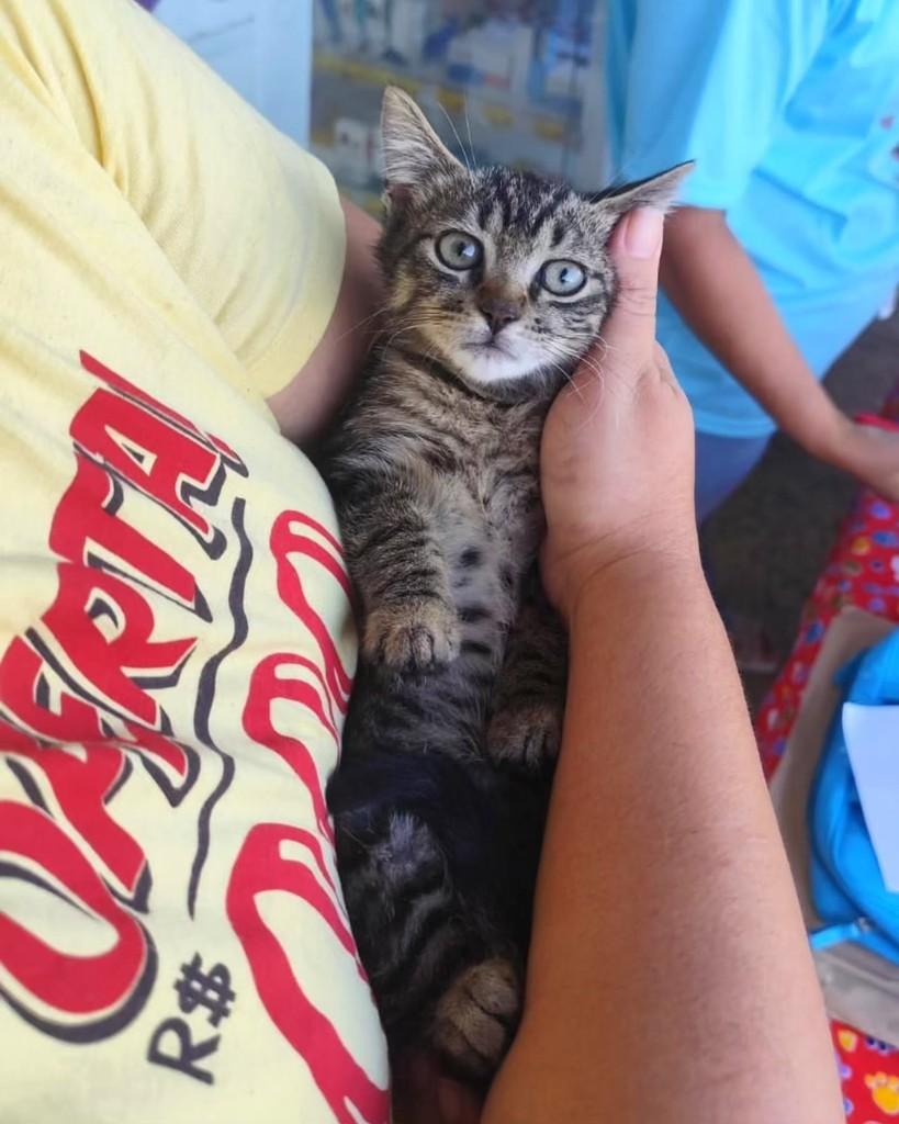 Sophia, gata de porte pequeno para adoção em Rio de Janeiro - RJ — foto 2 de 2