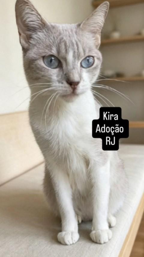 Kira, gato de porte médio para adoção em Rio de Janeiro - RJ