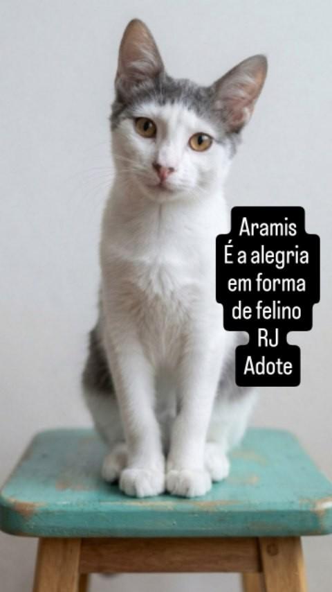 Aramis, gato de porte pequeno para adoção em Rio de Janeiro - RJ