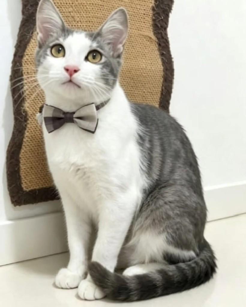 Athos, gato de porte pequeno para adoção em Rio de Janeiro - RJ — foto 2 de 3