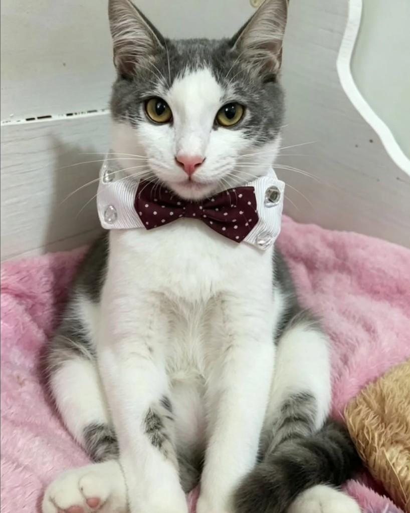 Athos, gato de porte pequeno para adoção em Rio de Janeiro - RJ — foto 3 de 3