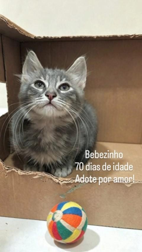 Pietro, gato de porte pequeno para adoção em Rio de Janeiro - RJ