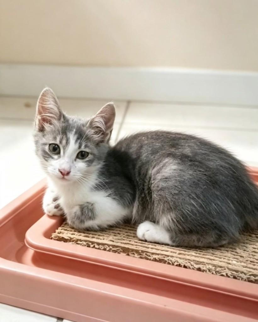 Porthos, gato de porte pequeno para adoção em Rio de Janeiro - RJ