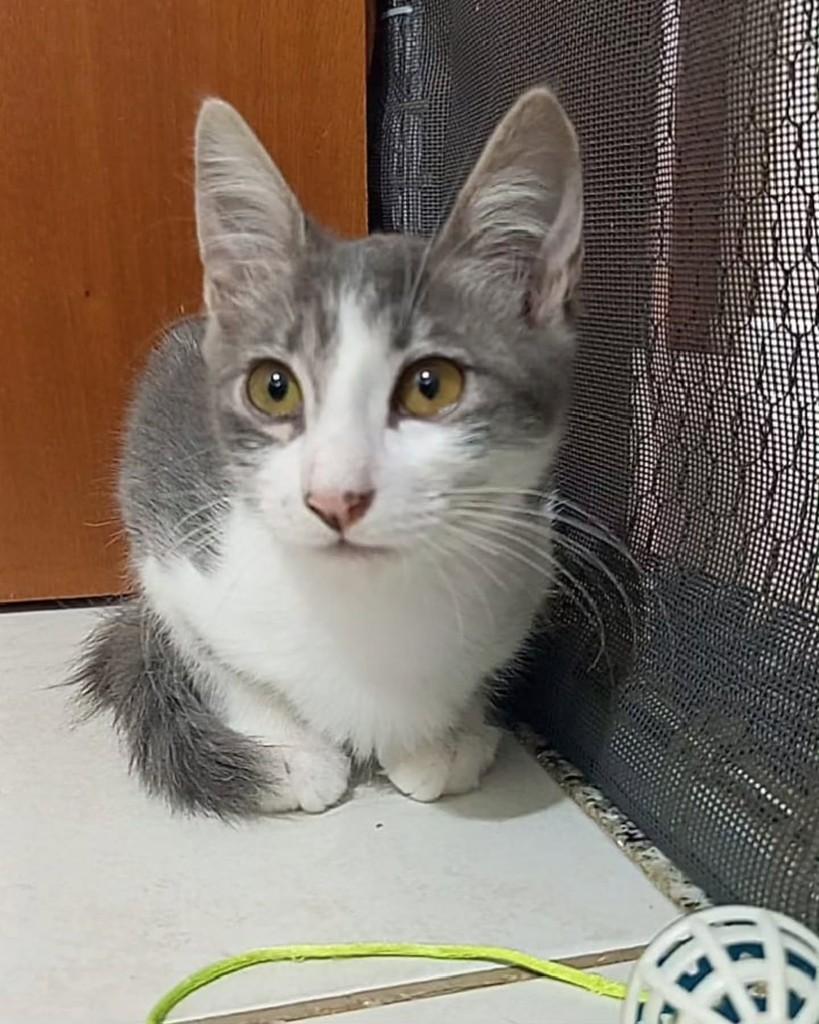 Porthos, gato de porte pequeno para adoção em Rio de Janeiro - RJ — foto 2 de 3
