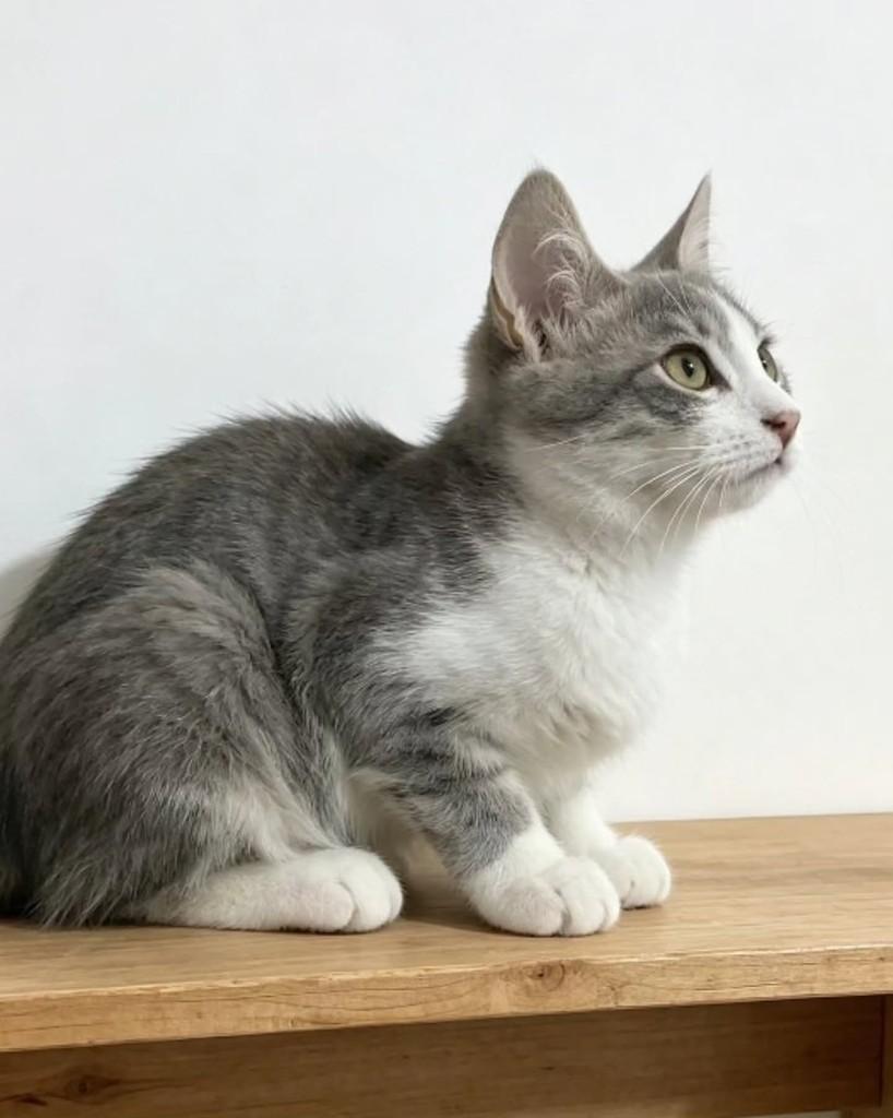 Porthos, gato de porte pequeno para adoção em Rio de Janeiro - RJ — foto 3 de 3