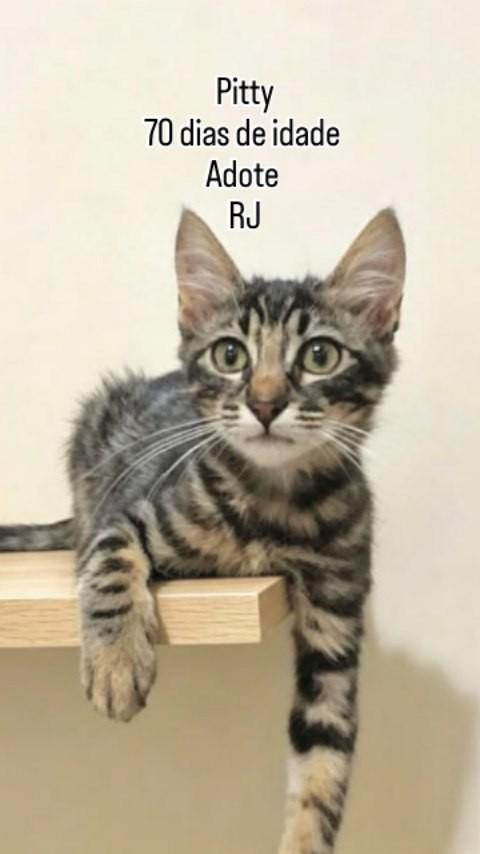 Pitty, gato de porte pequeno para adoção em Rio de Janeiro - RJ