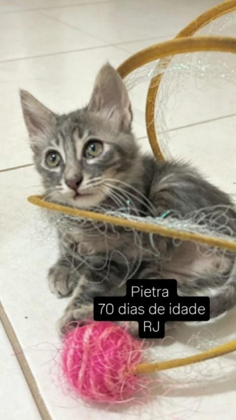Pietra, gata de porte pequeno para adoção em Rio de Janeiro - RJ