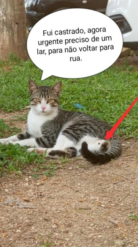 Teodoro, gato de porte médio para adoção em Rio de Janeiro - RJ