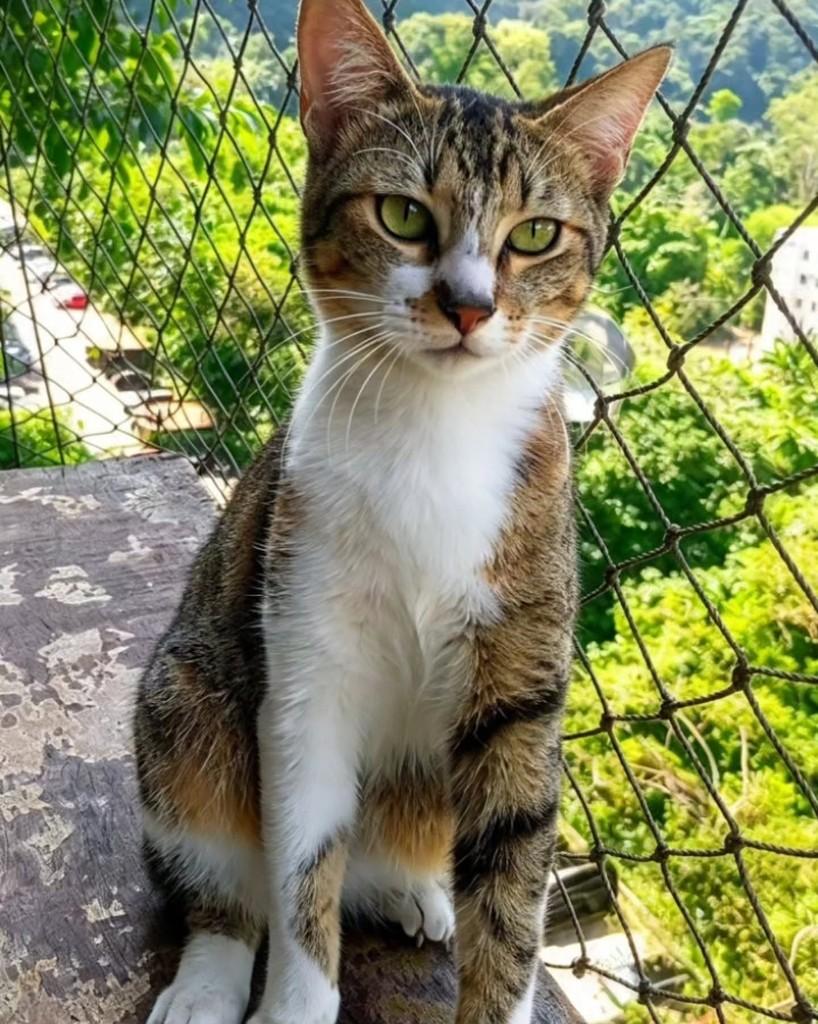 Sara, gata para adoção em Rio de Janeiro - RJ