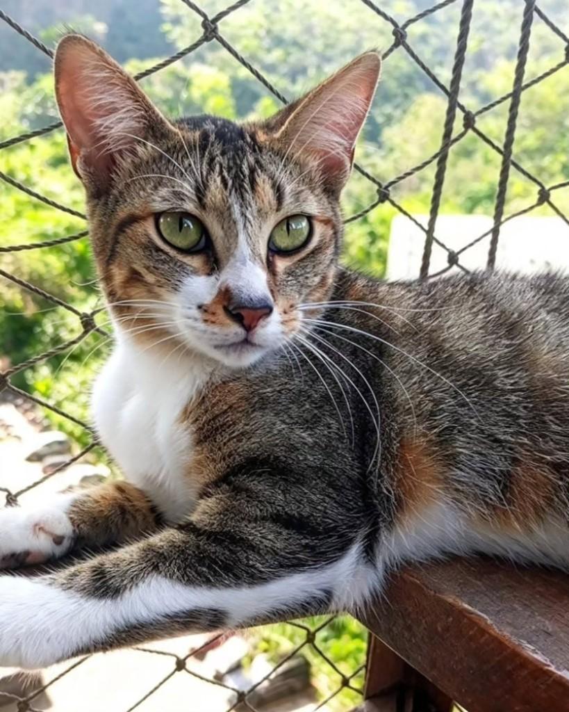 Sara, gata para adoção em Rio de Janeiro - RJ — foto 2 de 2