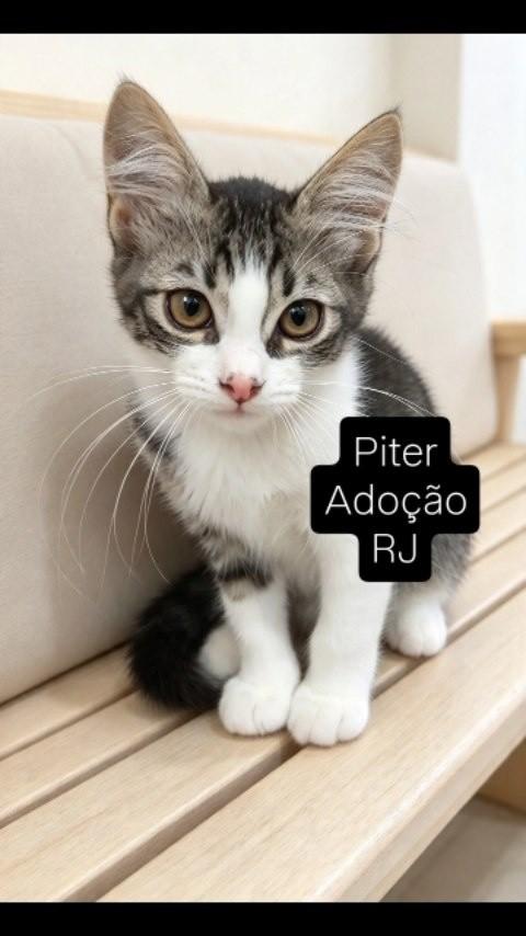 Piter, gato de porte pequeno para adoção no Rio de Janeiro - RJ