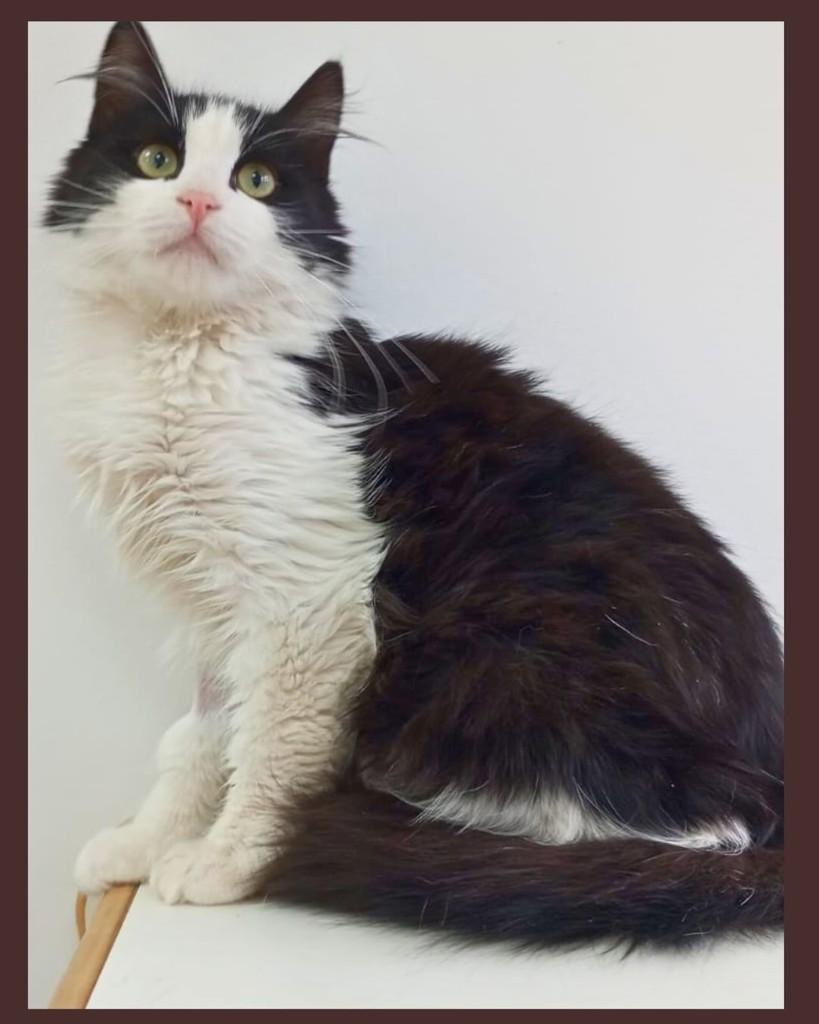 Disponível, gato de porte médio para adoção em Curitiba - PR