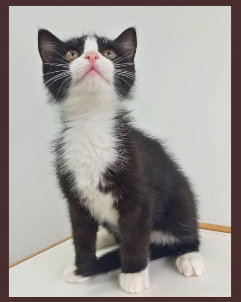 Bb, gato de porte pequeno para adoção em Curitiba - PR