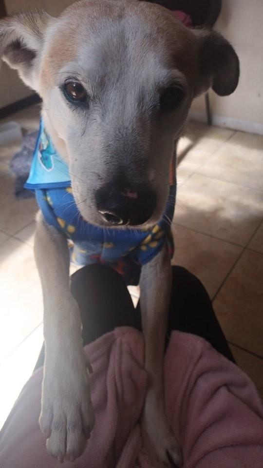 Zeus, cachorro de porte pequeno para adoção em Novo Hamburgo - RS