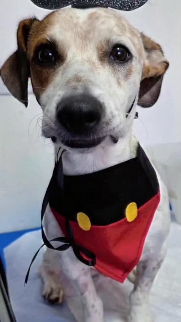 Toquinho, cachorro de porte pequeno para adoção em Mairiporã - SP