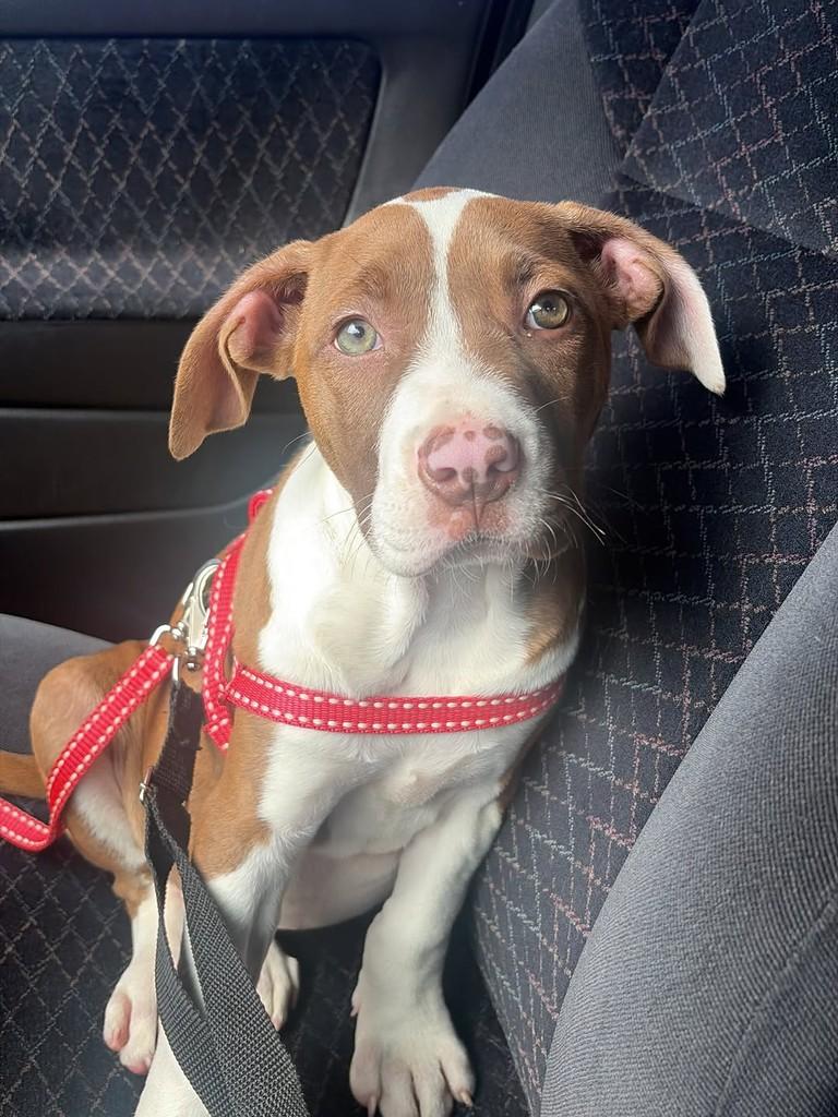 Diana, cachorro de porte pequeno para adoção em Mairiporã - SP