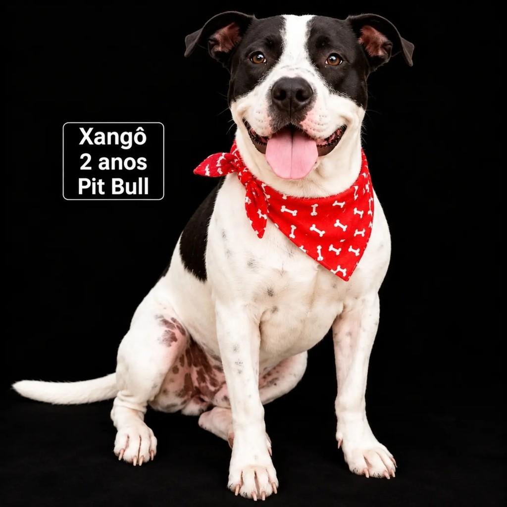Xangô, cachorro para adoção em Mairiporã - SP