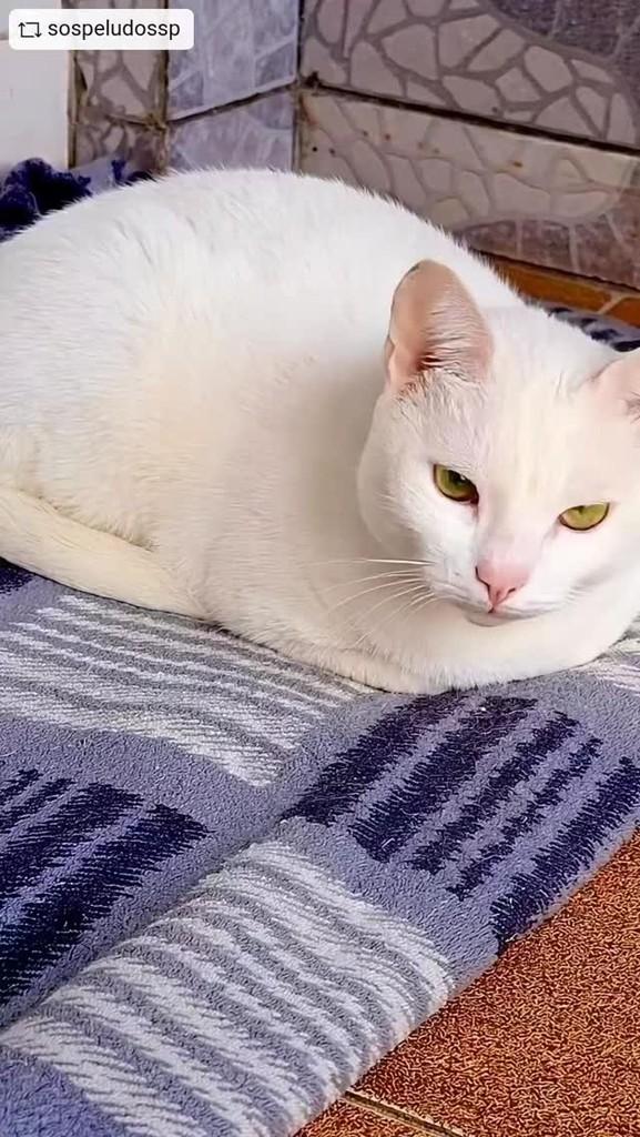 Luana, gato de porte médio para adoção em São Paulo - SP