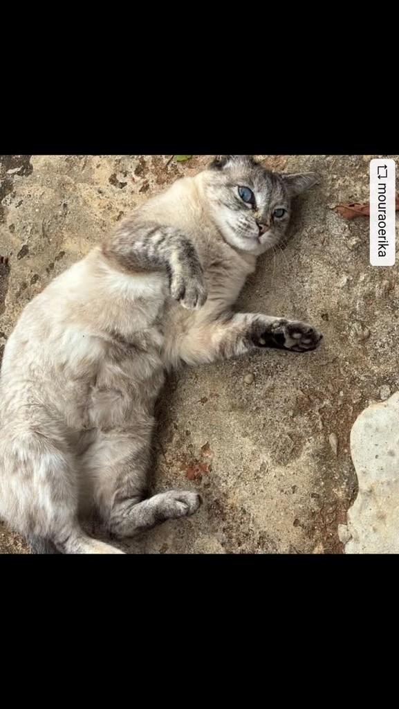 Nala, gata de porte pequeno para adoção em São Paulo - SP