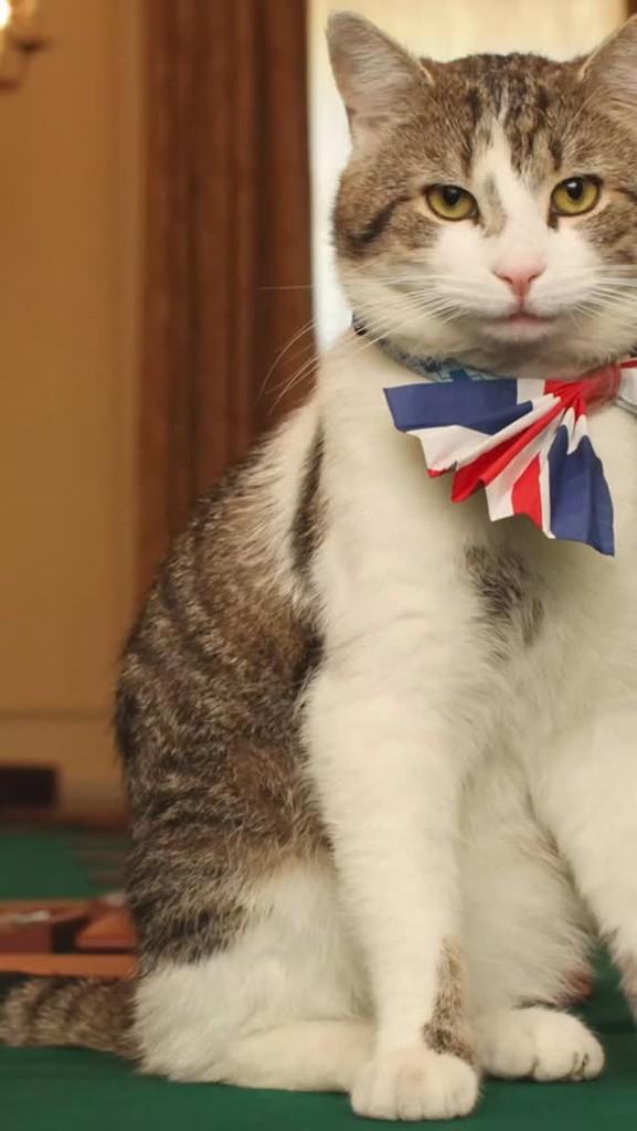 Larry, gato de porte médio para adoção em Campinas - SP