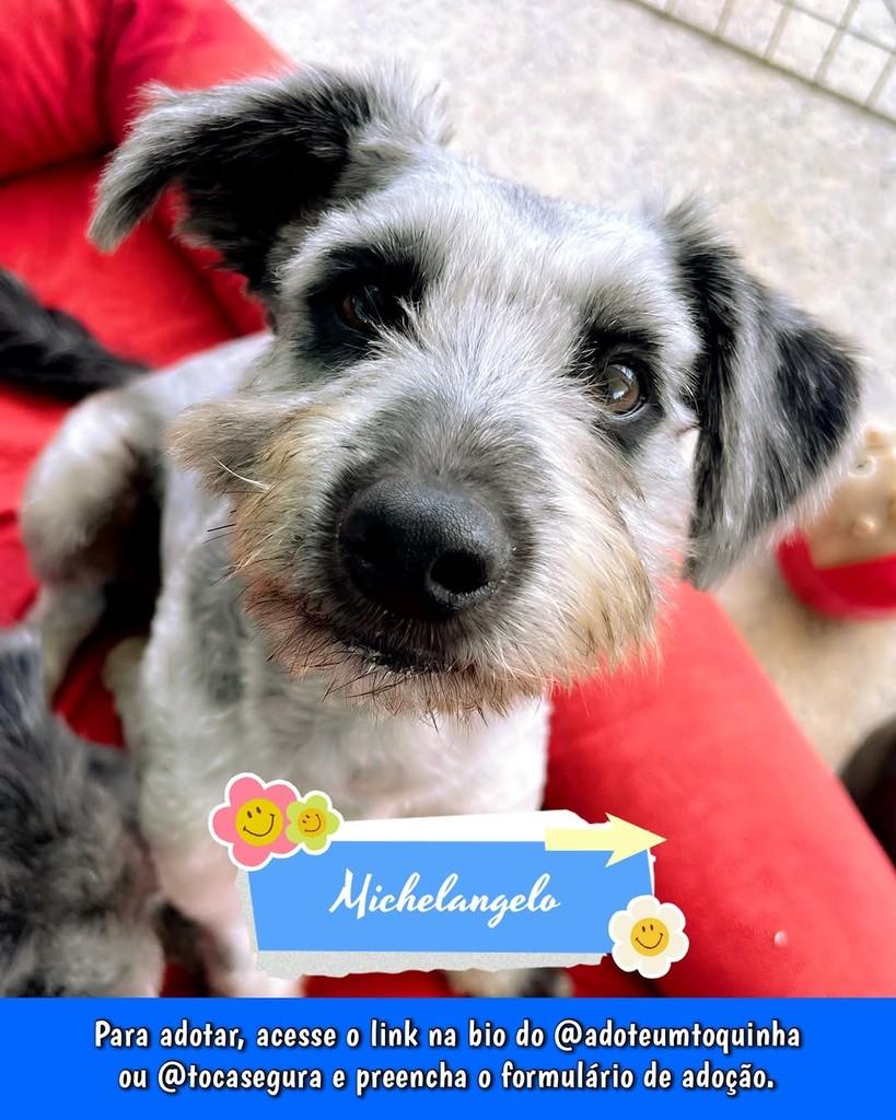 Michelangelo, cachorro de porte pequeno para adoção em Brasília - DF