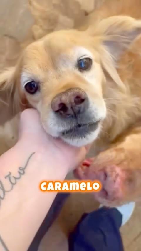 Caramelo, cachorro de porte pequeno para adoção em Brasília - DF