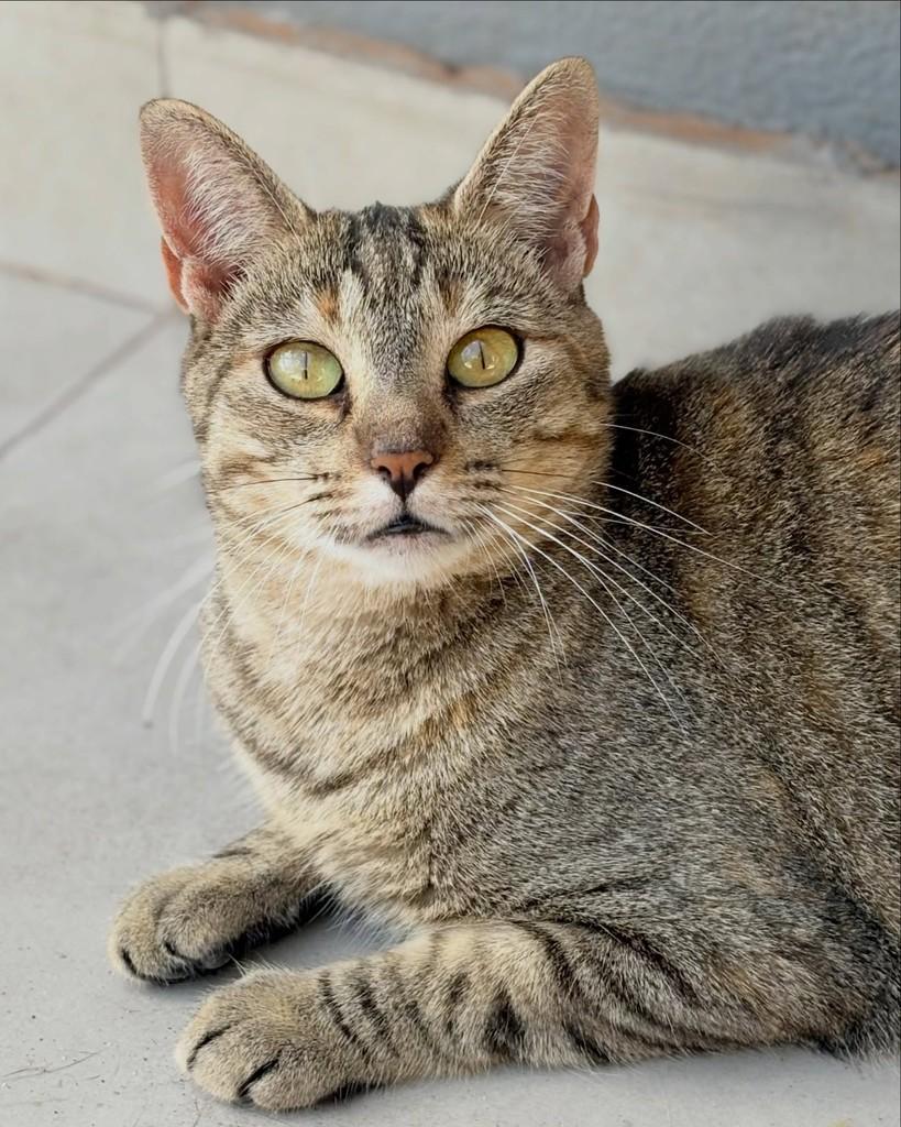 Nala, gata de porte pequeno para adoção em Brasília - DF