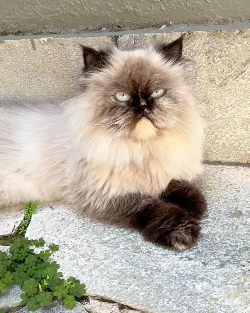 Nina, gata de porte médio para adoção em Brasília - DF