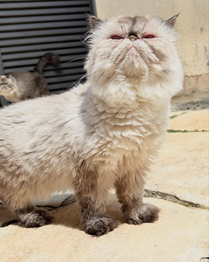 Flora, gata de porte médio para adoção em Brasília - DF