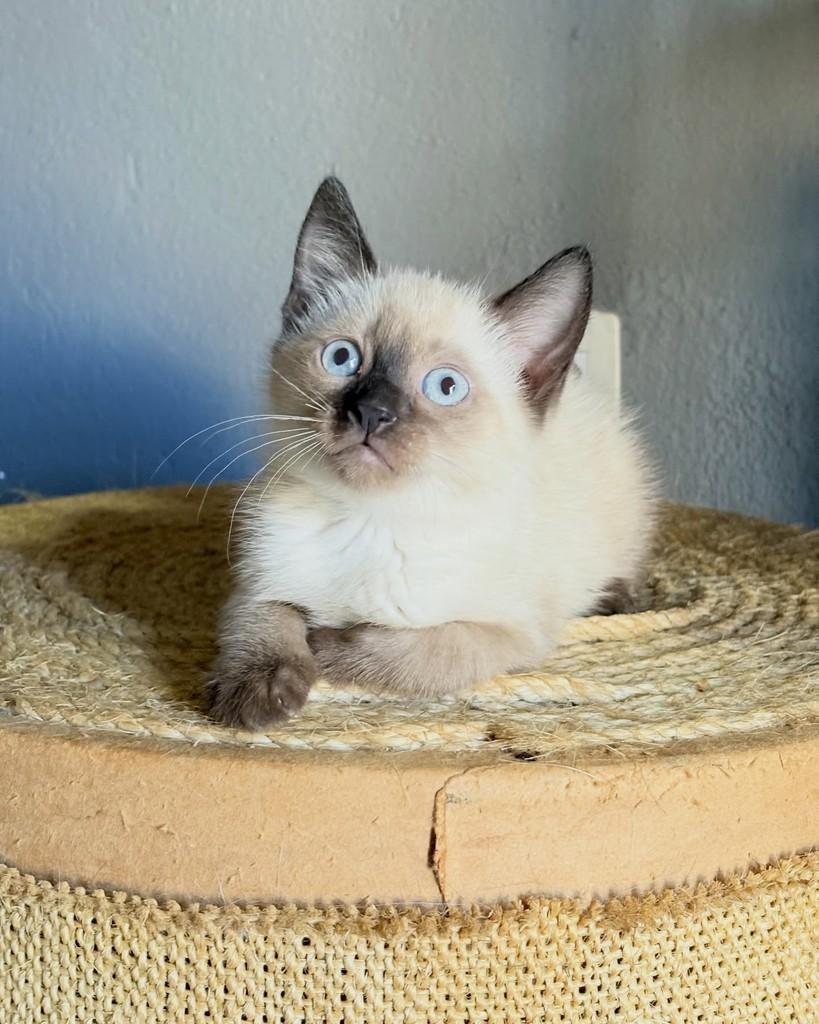 Ravi, gato de porte médio para adoção em Brasília - DF