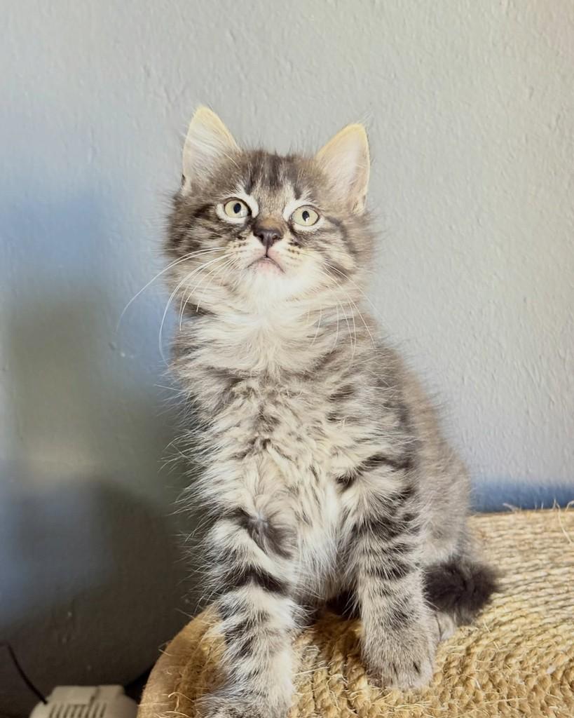 Otto, gato de porte pequeno para adoção em Brasília - DF