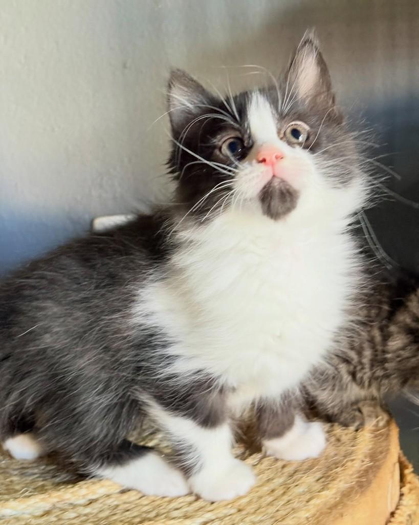 Zion, gato de porte pequeno para adoção em Brasília - DF