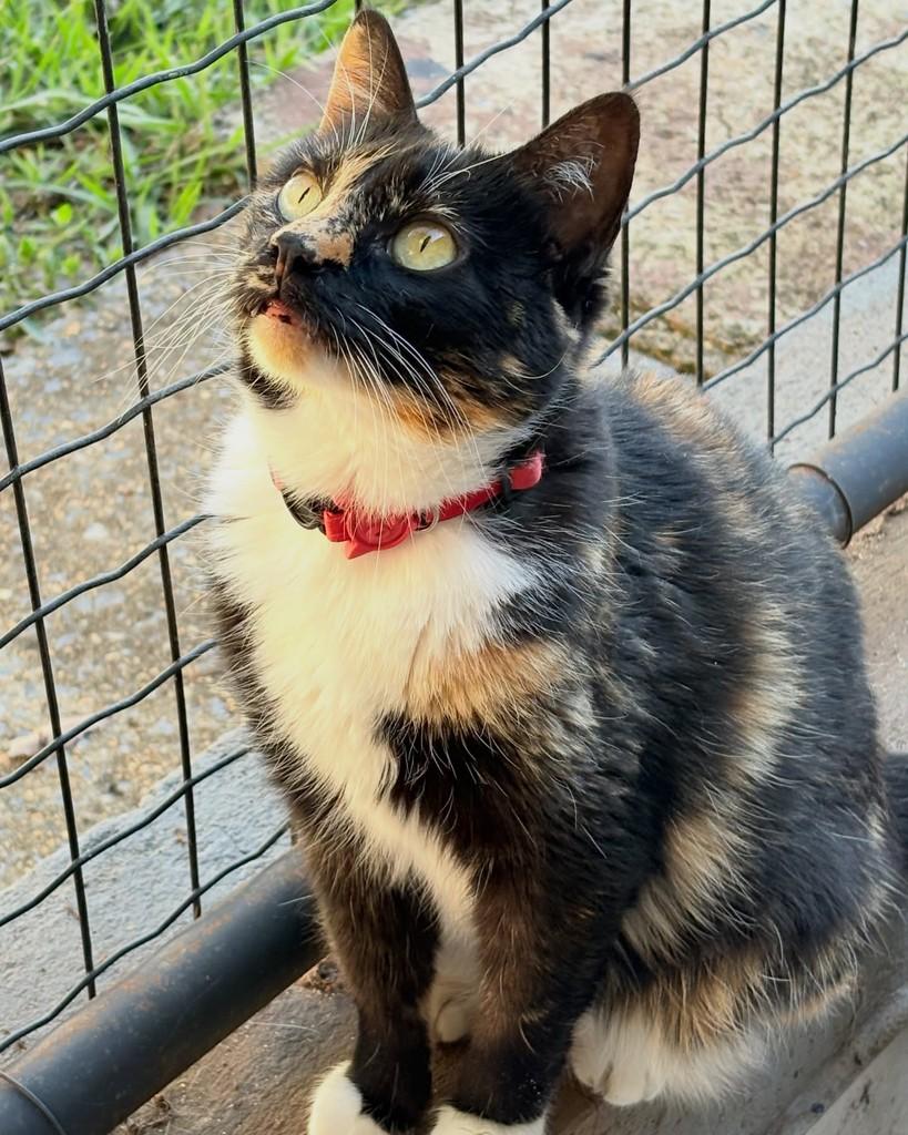 Kiara, gata de porte médio para adoção em Brasília - DF