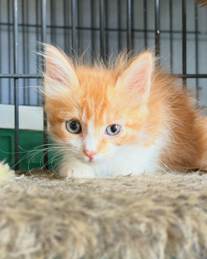 Baunilha, gata de porte pequeno para adoção em Brasília - DF