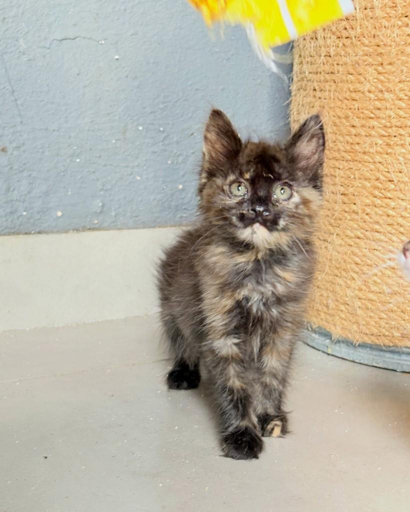 Avelã, gata de porte pequeno para adoção em Brasília - DF