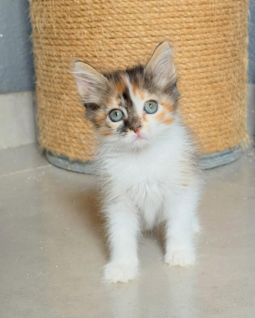 Canela, gata de porte pequeno para adoção em Brasília - DF