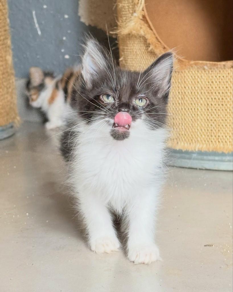 Café, gato de porte pequeno para adoção em Brasília - DF