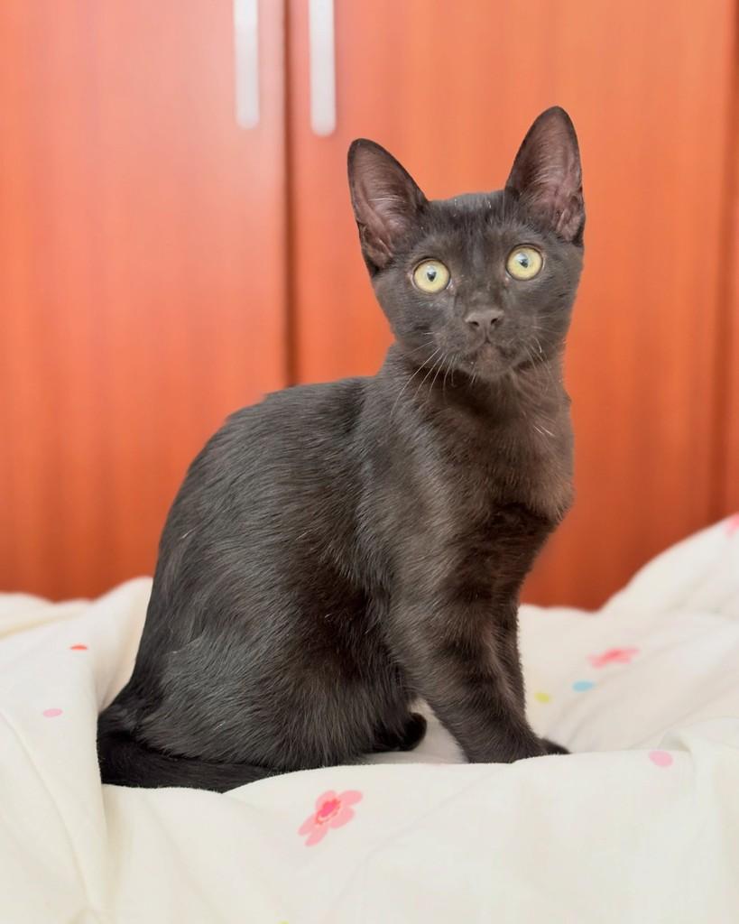 Dudu, gato de porte pequeno para adoção em Brasília - DF