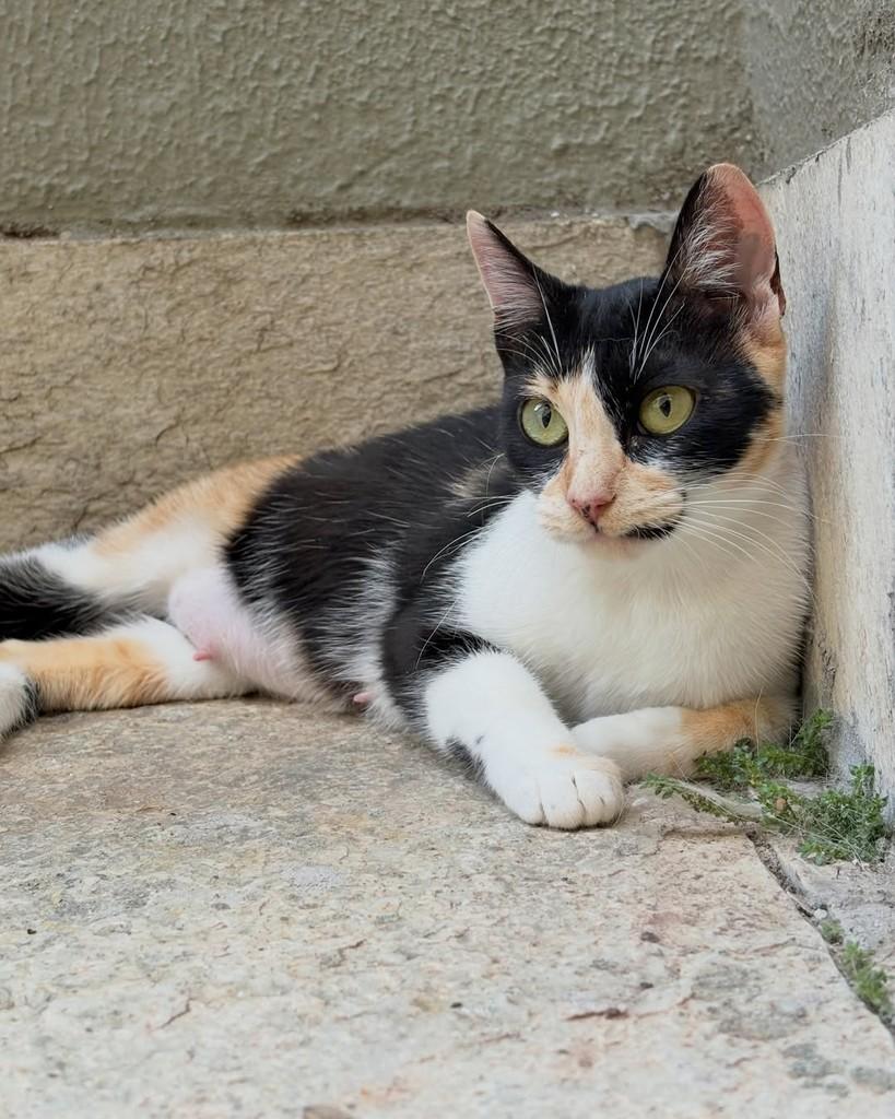 Arya, gata de porte pequeno para adoção em Brasília - DF