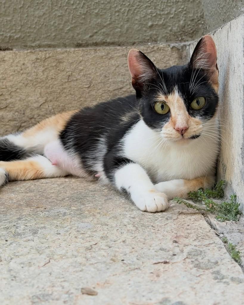 Arya, gata de porte pequeno para adoção em Brasília - DF — foto 2 de 3