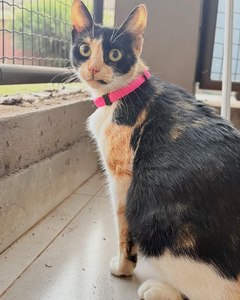 Arya, gata de porte pequeno para adoção em Brasília - DF — foto 3 de 3