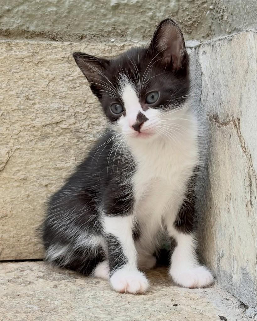 Jon, gato de porte pequeno para adoção em Brasília - DF