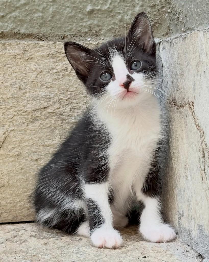 Jon, gato de porte pequeno para adoção em Brasília - DF — foto 2 de 2