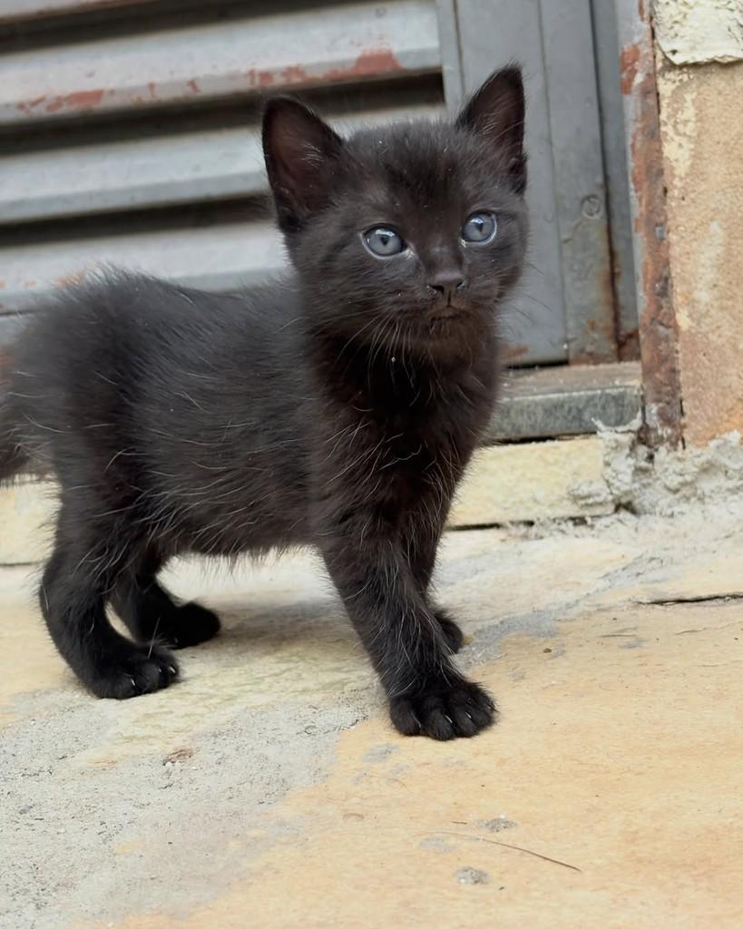 Bran, gato de porte pequeno para adoção em Brasília - DF