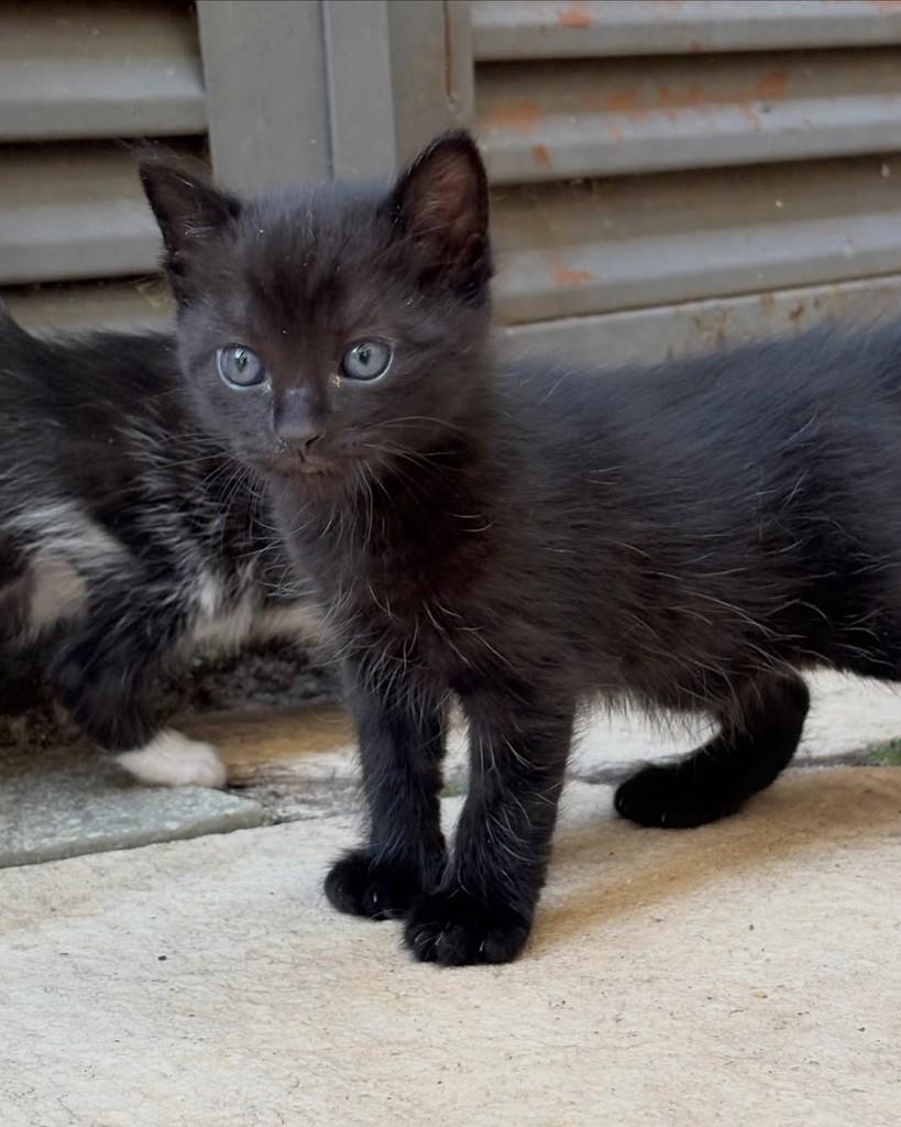 Bran, gato de porte pequeno para adoção em Brasília - DF — foto 2 de 2