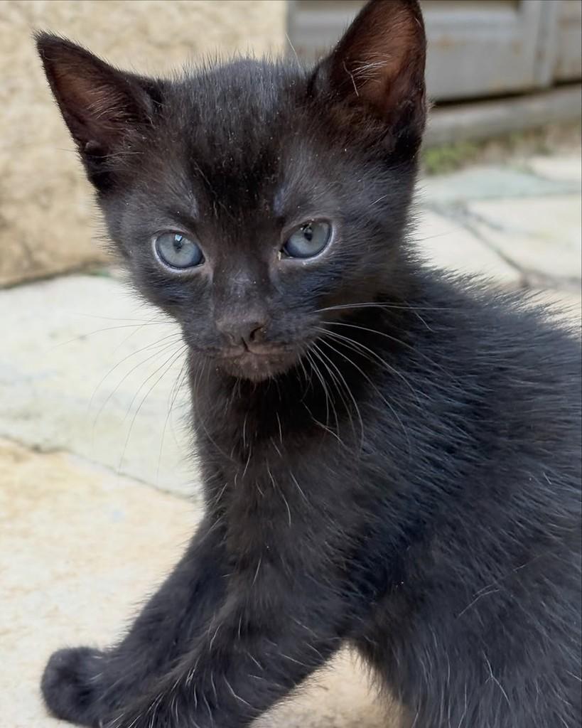 Robb, gato de porte pequeno para adoção em Brasília - DF