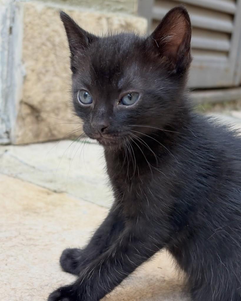 Robb, gato de porte pequeno para adoção em Brasília - DF — foto 2 de 2