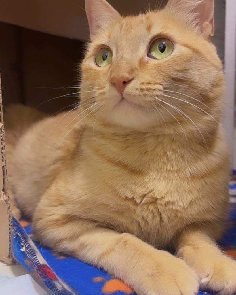 Benício, gato de porte médio para adoção em Brasília - DF