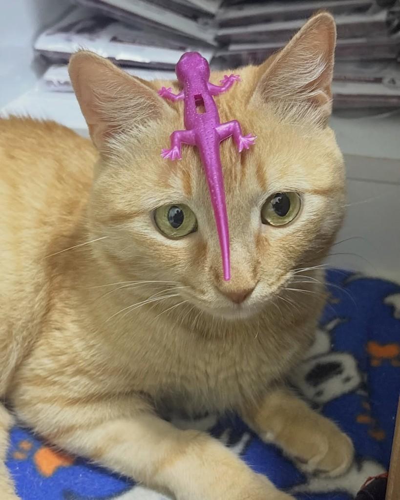 Benício, gato de porte médio para adoção em Brasília - DF — foto 2 de 2